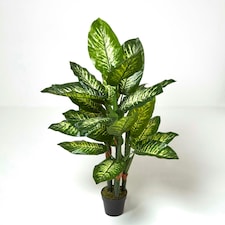 Homescapes Dieffenbachia Dumb Cane Plant in Pot, 150 cm Tall