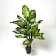image 1 of Homescapes Dieffenbachia Dumb Cane Plant in Pot, 150 cm Tall