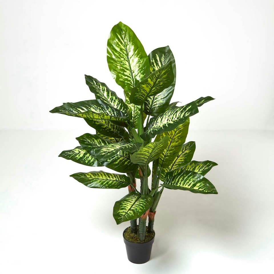 image 1 of Homescapes Dieffenbachia Dumb Cane Plant in Pot, 150 cm Tall
