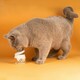 image 4 of Probiotics & Hairball Chews
