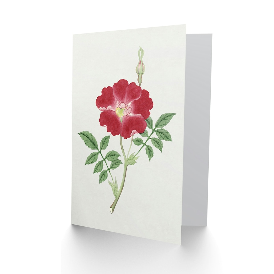 image 1 of Vintage Japanese Botanical Art Card Red Flower