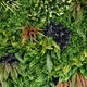 image 3 of True Products Premium Artificial Living Wall Green Plant Panel 1m x 1m - Charm C