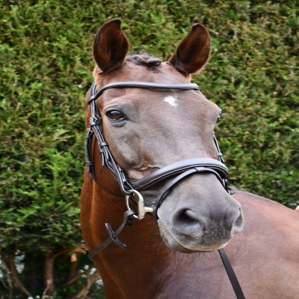 image 1 of Rhinegold Pro-Anatomic Flash Bridle Brown | Size: Full
Colour: H.Brown