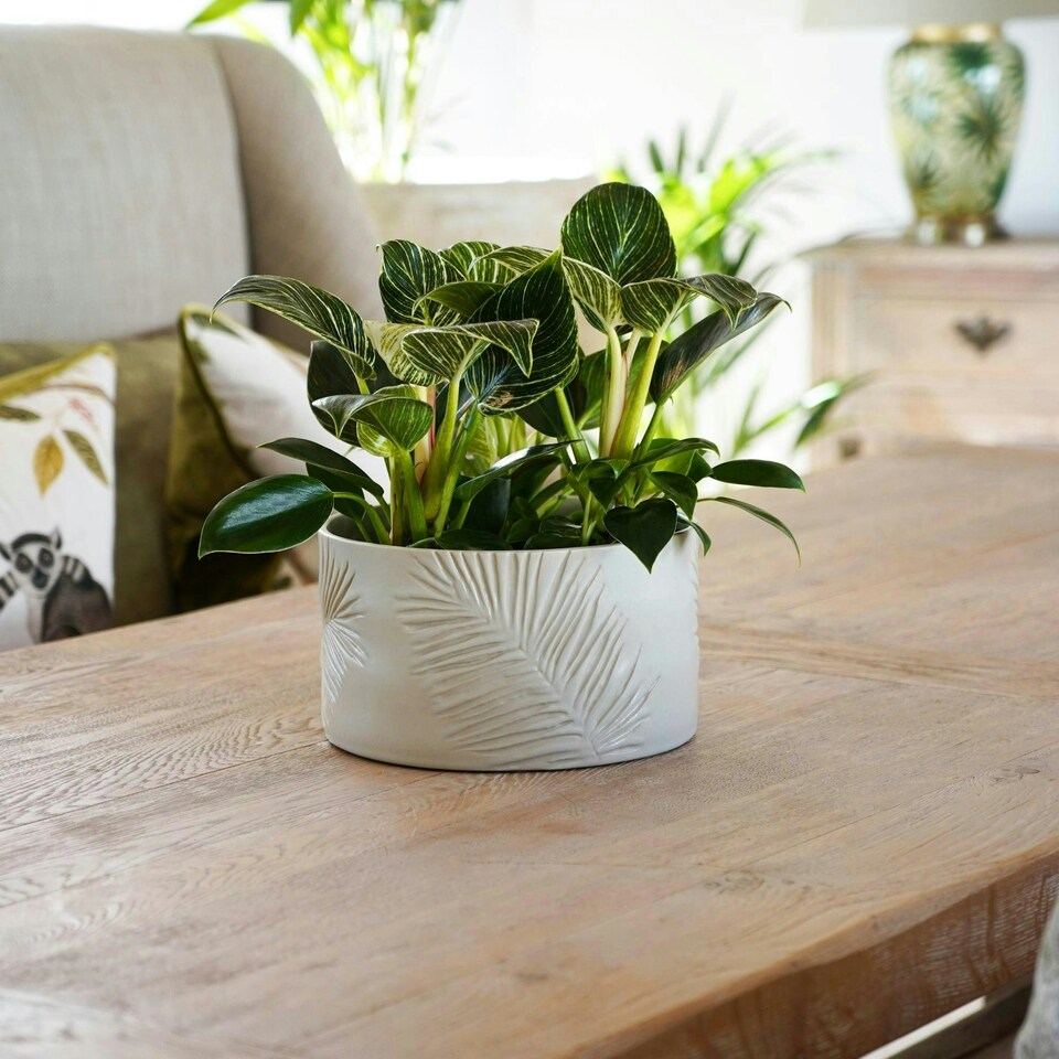 image 1 of Kew Stoneware Sago Palm Bowl White