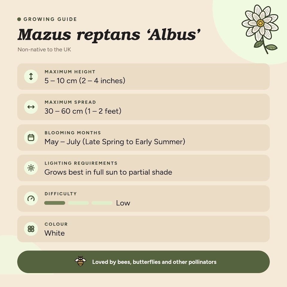 image 1 of Mazus reptans 'Albus' - Marginal Aquatic Pond Plant