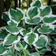image 2 of Carbeth Plants Hosta Minuteman 3 x 9cm Pots - Hardy Lavender Summer Outdoor Perennial Garden Ready Shrub for Shaded Borders & Containers