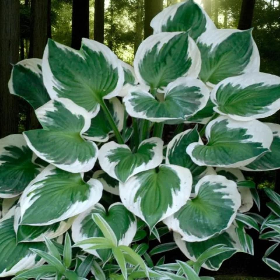 image 1 of Carbeth Plants Hosta Minuteman 3 x 9cm Pots - Hardy Lavender Summer Outdoor Perennial Garden Ready Shrub for Shaded Borders & Containers