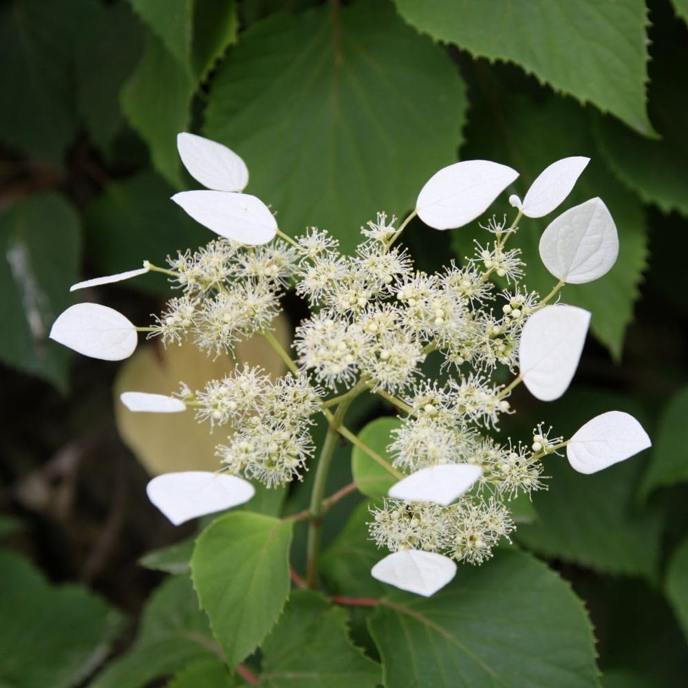 Schizophragma Hydrangeoides 3 Litre Potted Plant x 1 - Tesco Groceries
