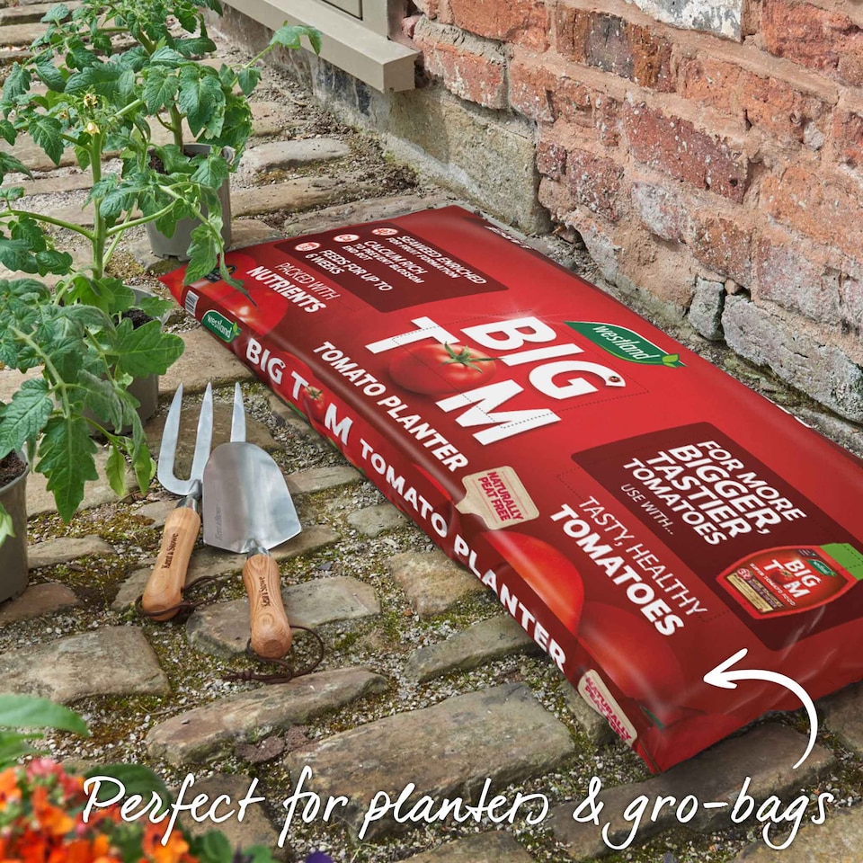 image 1 of Marshalls Garden Tomato Seeds Sungrape F1 - 6 Seeds | Green | Green, Red