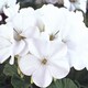 image 2 of Geranium Horizon White | Multi | White | Flower Seeds | 1