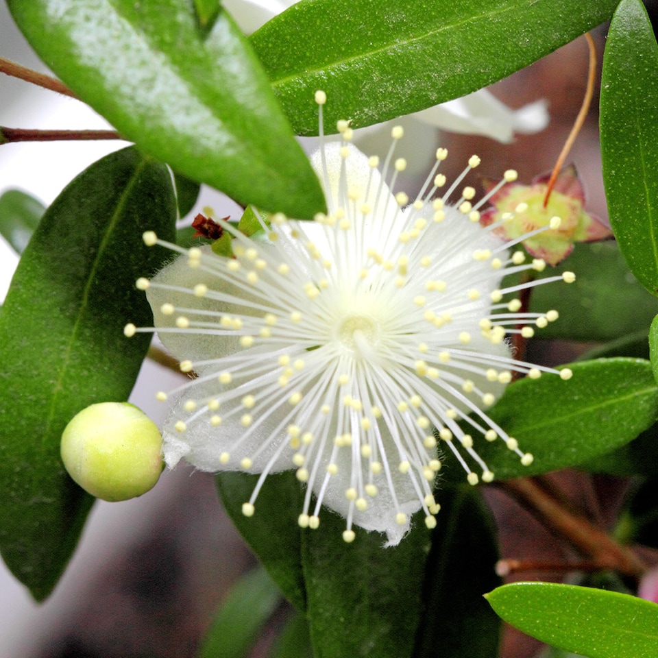 image 1 of YouGarden Myrtus communis, Common Myrtle Evergreen Shrub, 1 x 18cm Pot, Fragrant Leaves, White Flowers Hardy Plant
