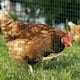 image 6 of PVC Coated Welded Wire Mesh Chicken Poultry Aviary Fence Run Hutch Pet Rabbit