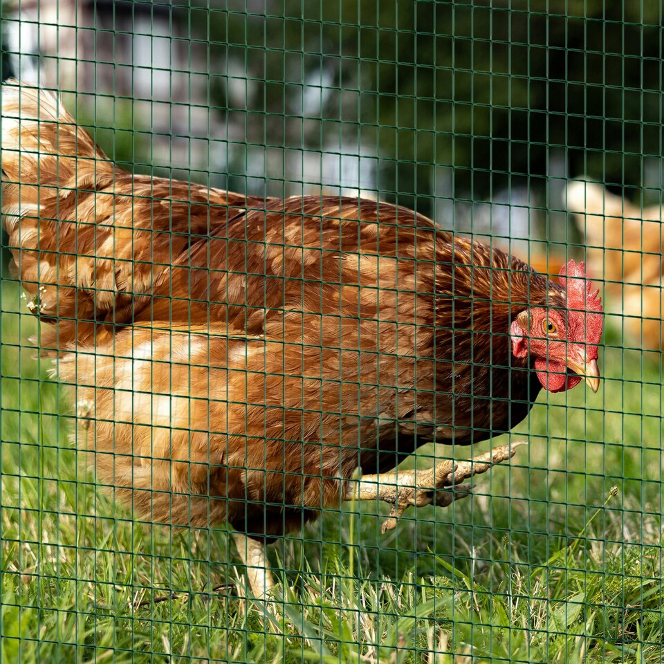 image 1 of PVC Coated Welded Wire Mesh Chicken Poultry Aviary Fence Run Hutch Pet Rabbit