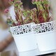image 2 of Set of 2 Tree Flower Pot | White | 1