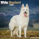 image 1 of White Shepherd 2026 Calendar | Square Wall Calendar | Dog Breed Gift | Plastic Free Packaging | by Avonside Publishing