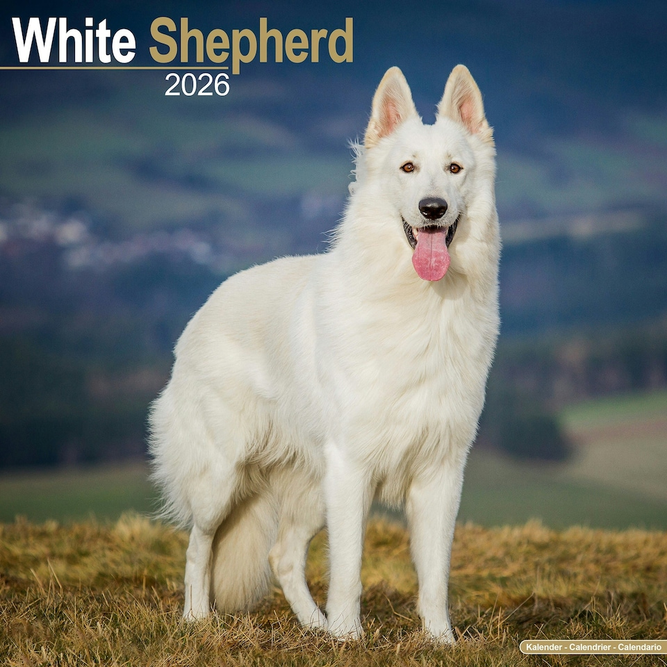 image 1 of White Shepherd 2026 Calendar | Square Wall Calendar | Dog Breed Gift | Plastic Free Packaging | by Avonside Publishing
