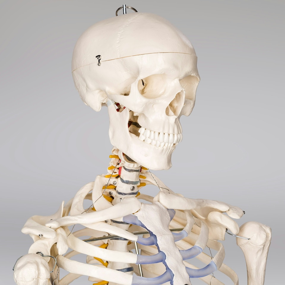 image 1 of Skeleton - life-sized human skeletal system, with mobile stand, anatomy poster