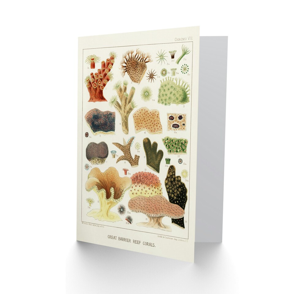 image 1 of William Saville Kent Art Card Great Barrier Reef Corals Illustration