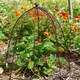 image 4 of Outdoor Wire Netted Plant Protector - Mild Steel - L36 x W36 x H48 cm - Bronze