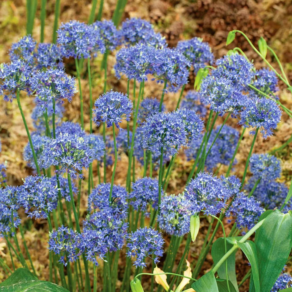 image 1 of Marshalls Garden Allium 'Caeruleum' Bulbs 20-Pack