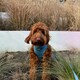 image 2 of Pawfect Waves - Lead
