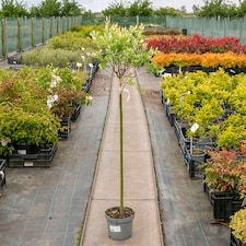 Marshalls Garden Flamingo Willow Tree (Salix) 4L | Multi | Pink, Green, White, Bright Red | 4L Trees