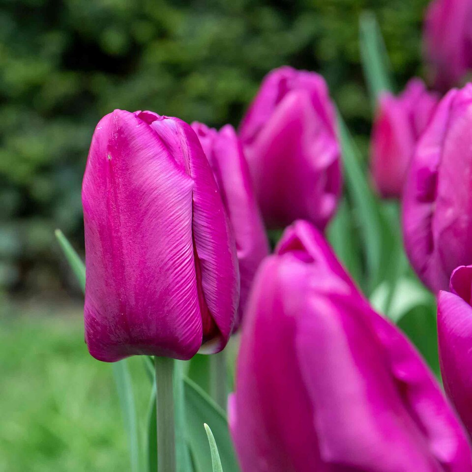 image 1 of Marshalls Garden Tulip Bulbs 'Purple Prince' – 10 Bulbs, Early-Flowering Purple Tulips