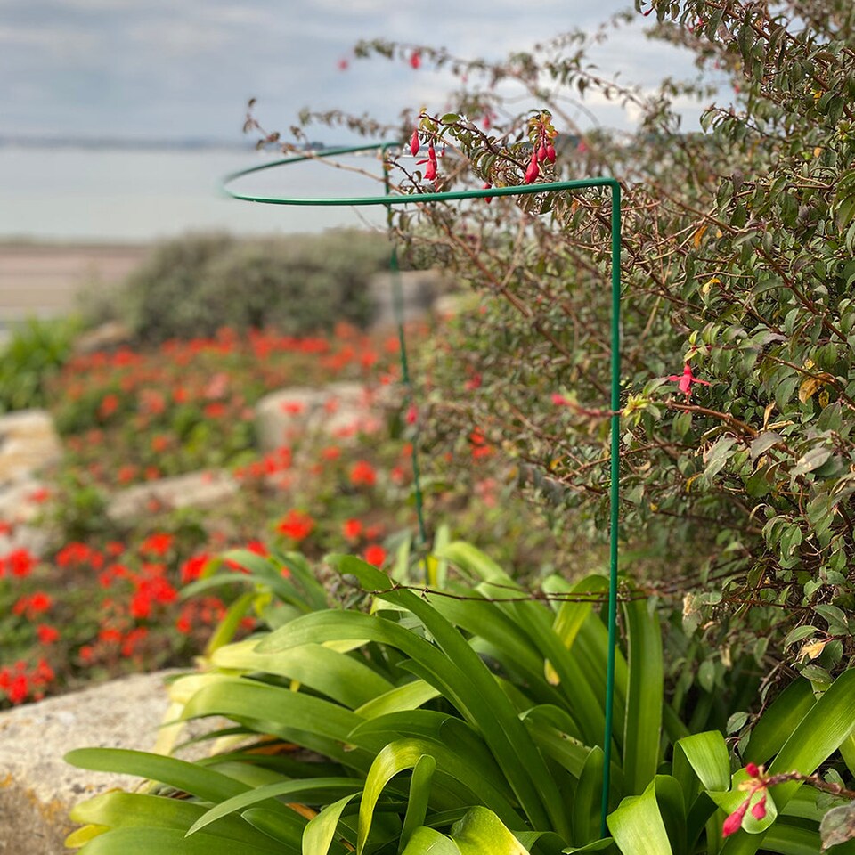 image 1 of Garden Plant Support Connecting Interlocking Metal Hoops (45cm x 60cm) - Pack of 2