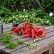 image 2 of Carbeth Plants Chilli Pepper Birdseye Vegetable Plant - 9cm Pot - Easy Grow Kitchen Garden