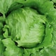 image 2 of Lettuce (Iceberg) Robinson