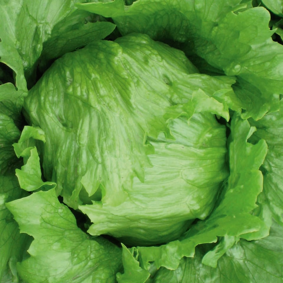 image 1 of Lettuce (Iceberg) Robinson