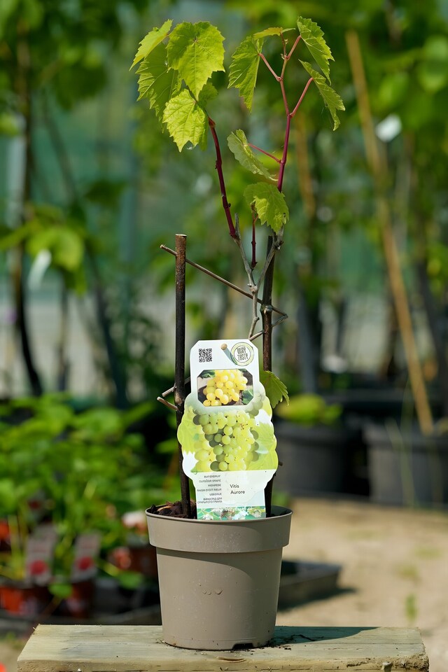 image 1 of Grape Vine 'Aurore' - Hardy Outdoor White Dessert Variety