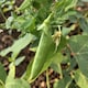 image 2 of Carbeth Plants 2 x Sugar Snap Pea Vegetable Plant - 6 pack - Easy Grow Kitchen Garden