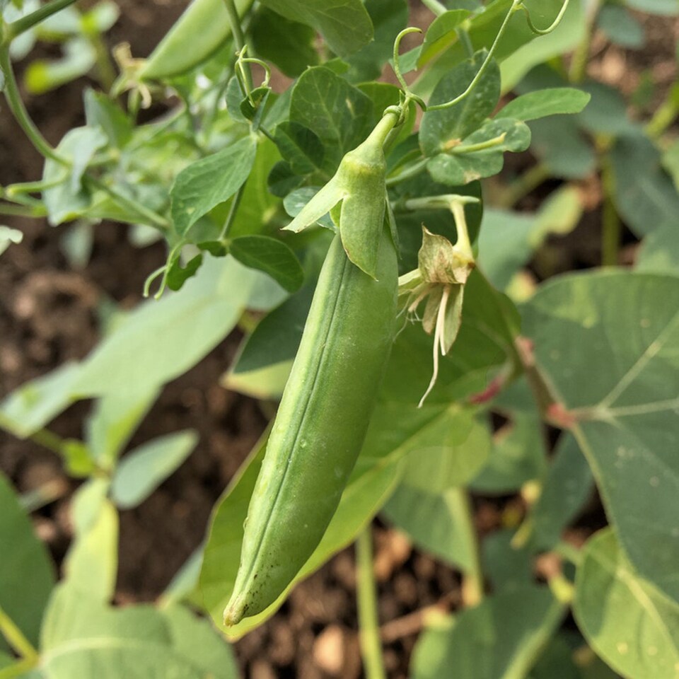 image 1 of Carbeth Plants 2 x Sugar Snap Pea Vegetable Plant - 6 pack - Easy Grow Kitchen Garden