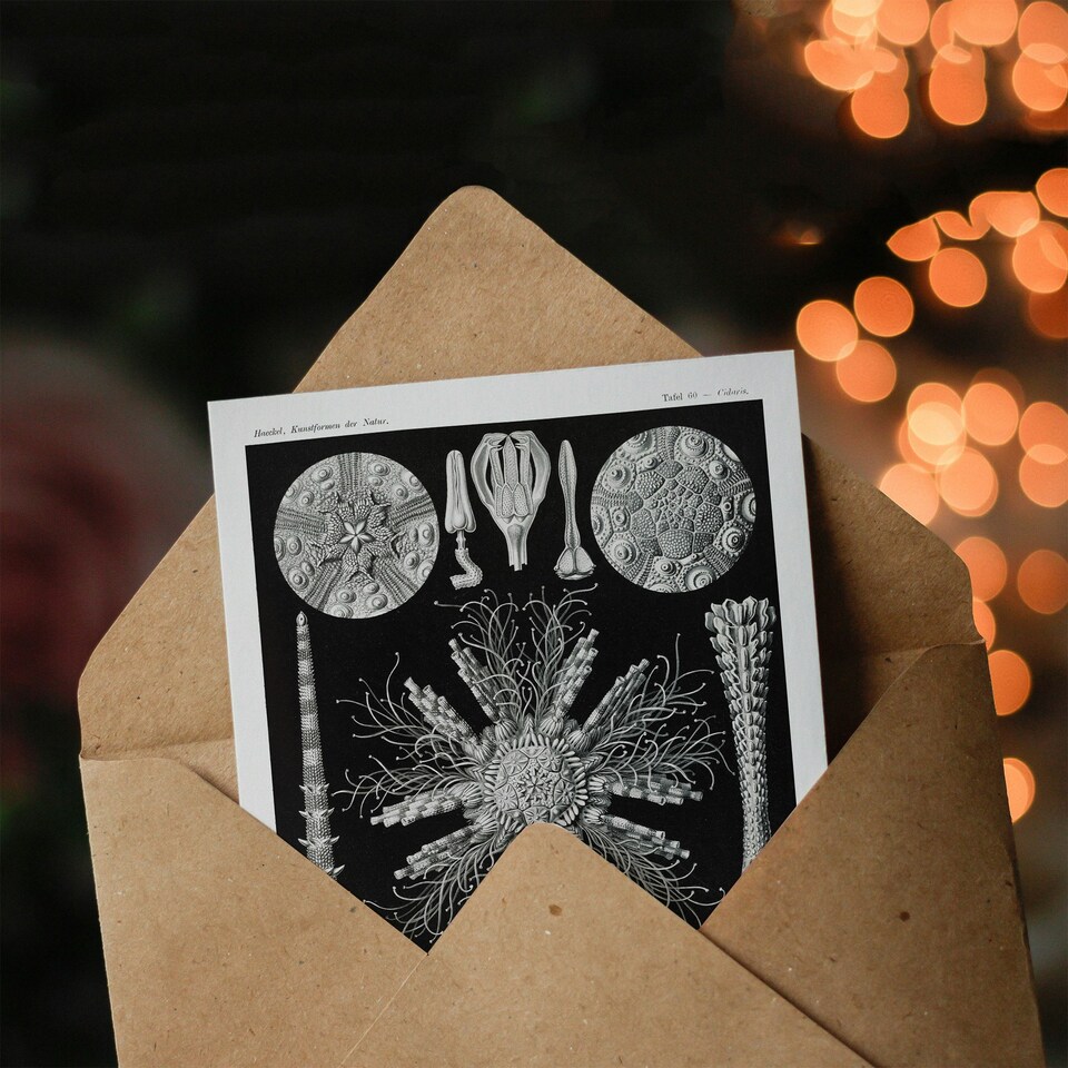 image 1 of Ernst Haeckel Art Card Echinidea Sea Urchin Species