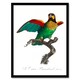 image 1 of Francois Levaillant Framed Wall Art Print The Orange Cheeked Parrot Home Décor