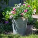 image 6 of Sweet Pea Cupid Mix | Multi | Mixed | Flower Seeds | 1