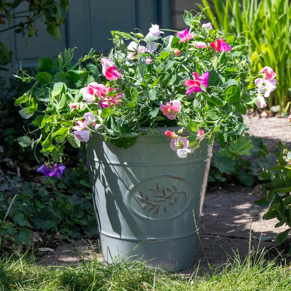 image 1 of Sweet Pea Cupid Mix | Multi | Mixed | Flower Seeds | 1