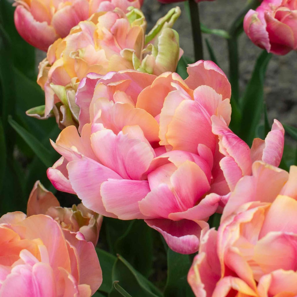 image 1 of Marshalls Garden Tulip Bulbs 'Pink Star' 10 bulbs