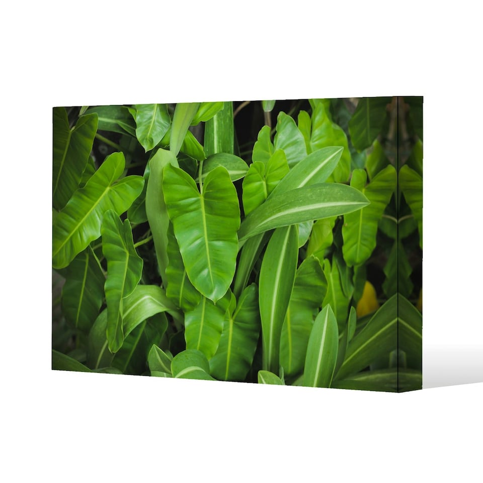 image 1 of Abstract background of dark green leaves (Canvas Print) 77 x 51 x 4cm
