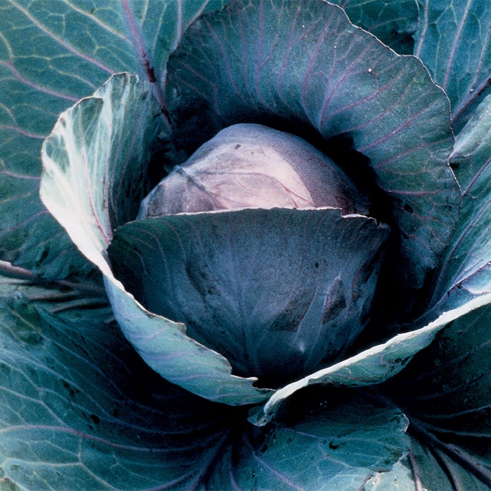 image 1 of Cabbage (Round) Redsky F1 | Multi | Green | 30 Seeds