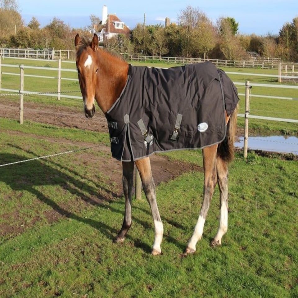 image 1 of Rhinegold Foal Konig Outdoor Rug Black | Size: 4ft 3
Colour: Black