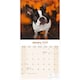image 3 of Boston Terrier 2026 Calendar | Square Wall Calendar | Dog Breed Gift | Plastic Free Packaging | by Avonside Publishing