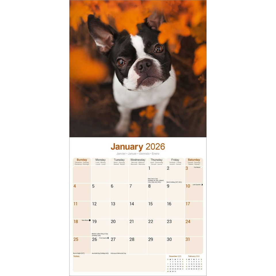 image 1 of Boston Terrier 2026 Calendar | Square Wall Calendar | Dog Breed Gift | Plastic Free Packaging | by Avonside Publishing