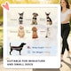 image 3 of PawHut Pet Stroller Pushchair Carrier for Cat Puppy with 3 Wheels Coffee