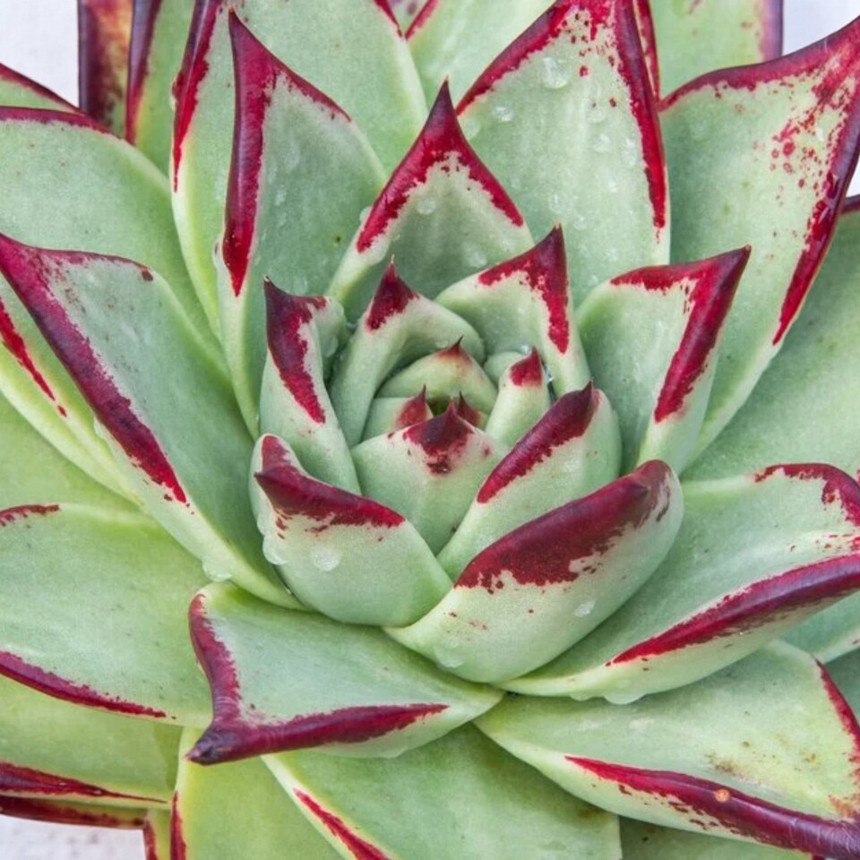 image 1 of Echeveria Agavoides Ebony in 8.5cm Pot - Ebony Wax Agave Variegated Succulent Houseplant