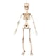image 1 of Halloween Prop Movable Skeleton Hanging Decoration 50cm