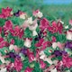 image 2 of Sweet Pea Cupid Mix | Multi | Mixed | Flower Seeds | 1