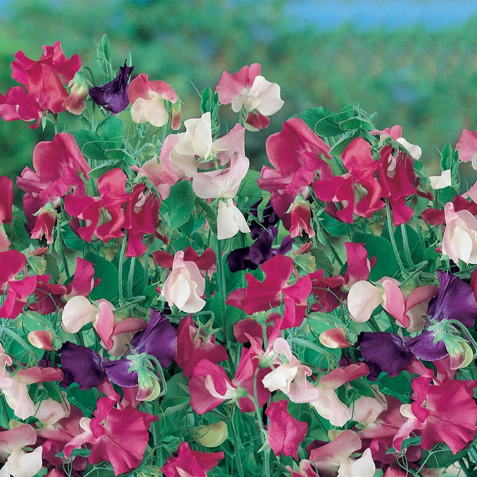 image 1 of Sweet Pea Cupid Mix | Multi | Mixed | Flower Seeds | 1