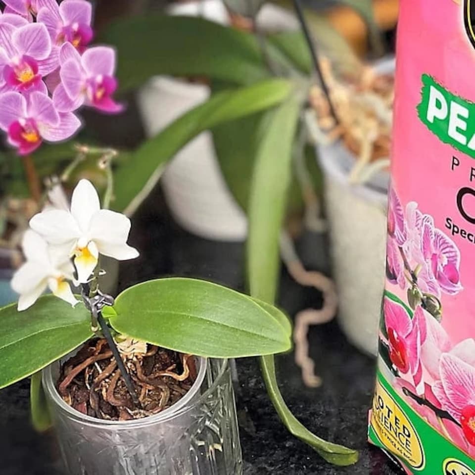 image 1 of Miracle-Gro® Peat Free Orchid Compost 6L